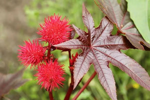 Castor Oil