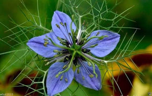 Black Seed Oil